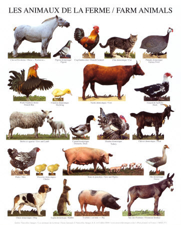 pictures of animals. Farm Animals · Kids Farm Slide