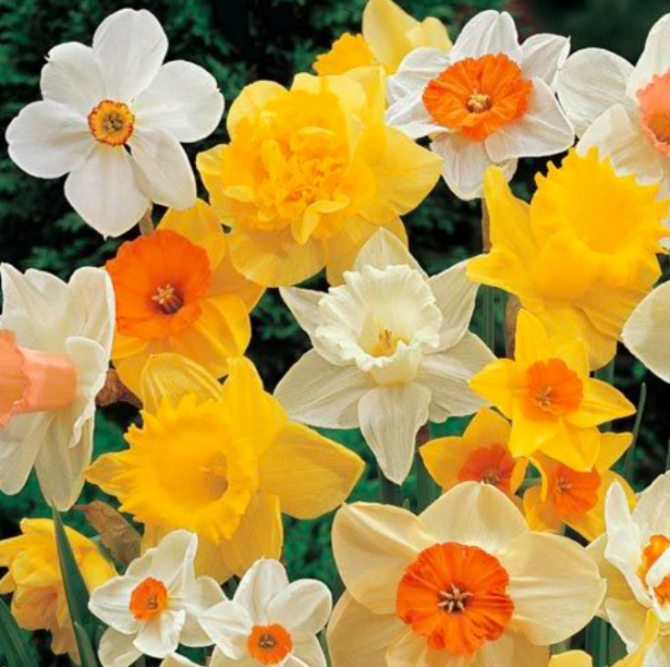 Some of the variety available in Daffodils.