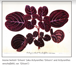 A decorative plant cultivated by Gilson&nbsp;was named for him in a historical text.&nbsp;