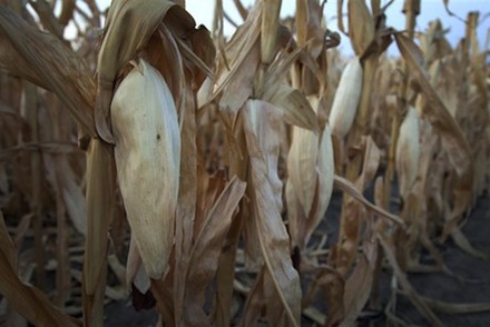 Rural Intelligence Food