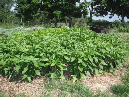 Rural Intelligence Food