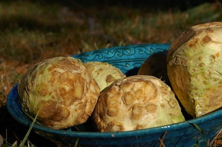 Rural Intelligence Food