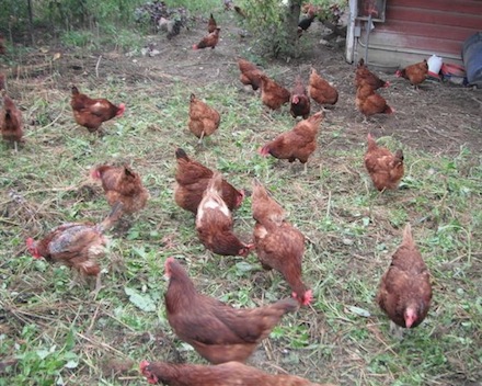 Rural Intelligence Food