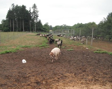 Rural Intelligence Food