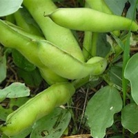 Rural Intelligence Food