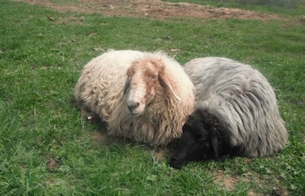 Rural Intelligence Food