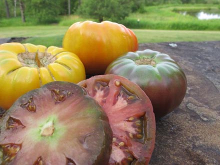 Rural Intelligence Community