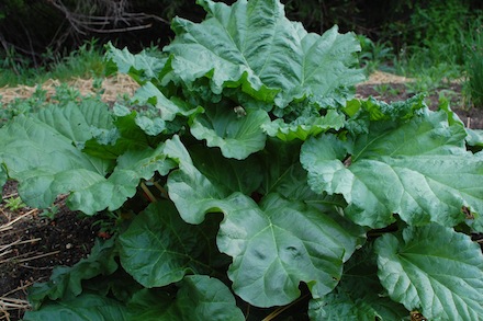 Rural Intelligence Food