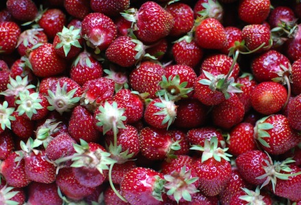 Rural Intelligence Food