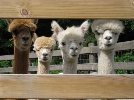 Rural Intelligence Road Trips