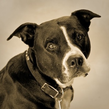 Rural Intelligence Arts