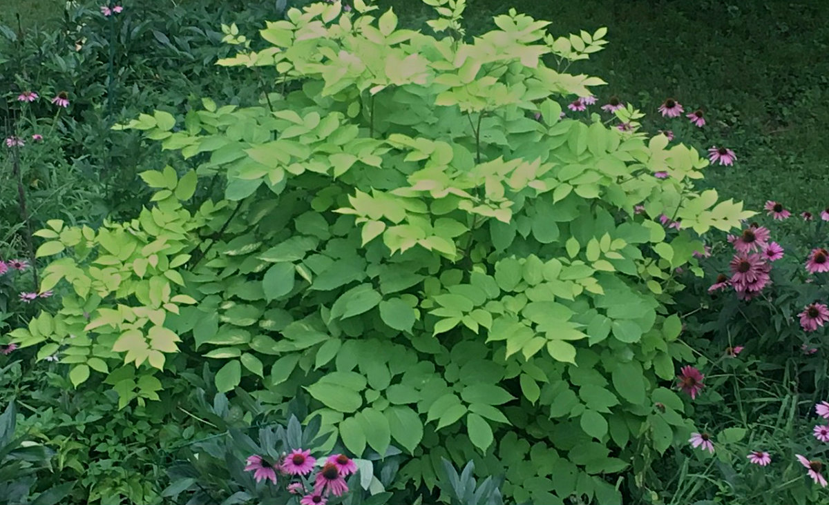 Aralia cordata