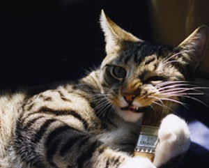 Rural Intelligence Arts