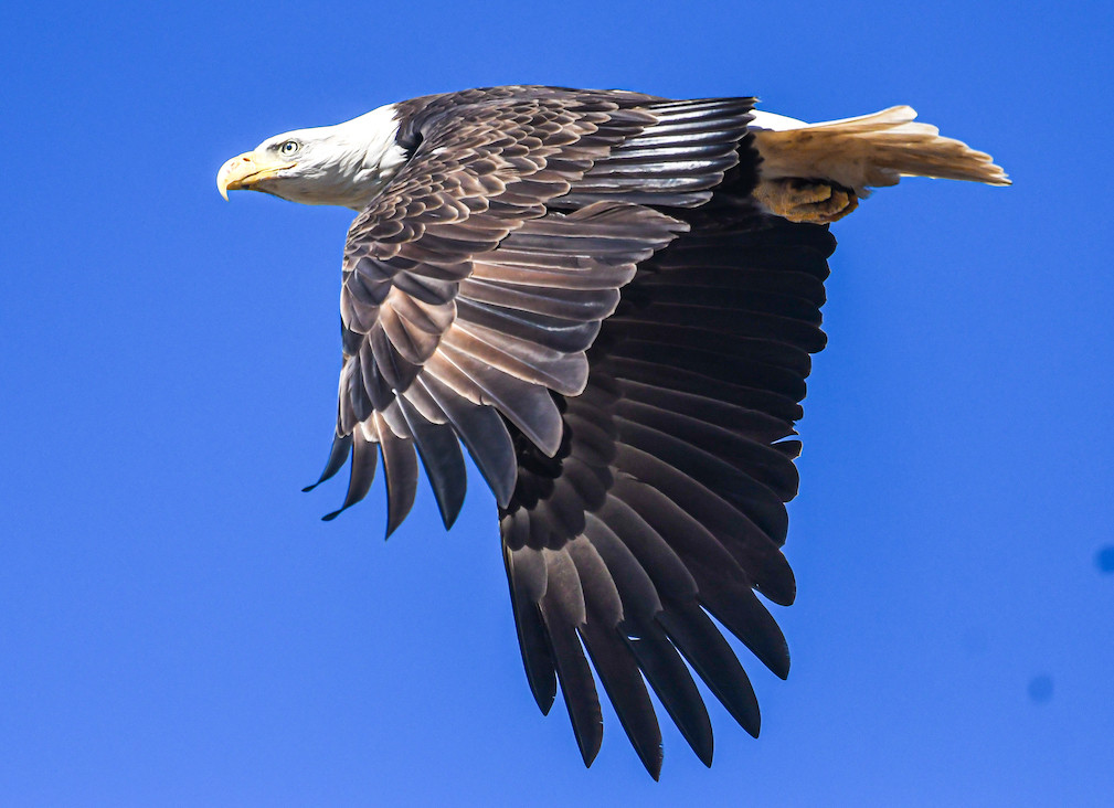 Bald eagle. Photo by Anders Gyllenhaal