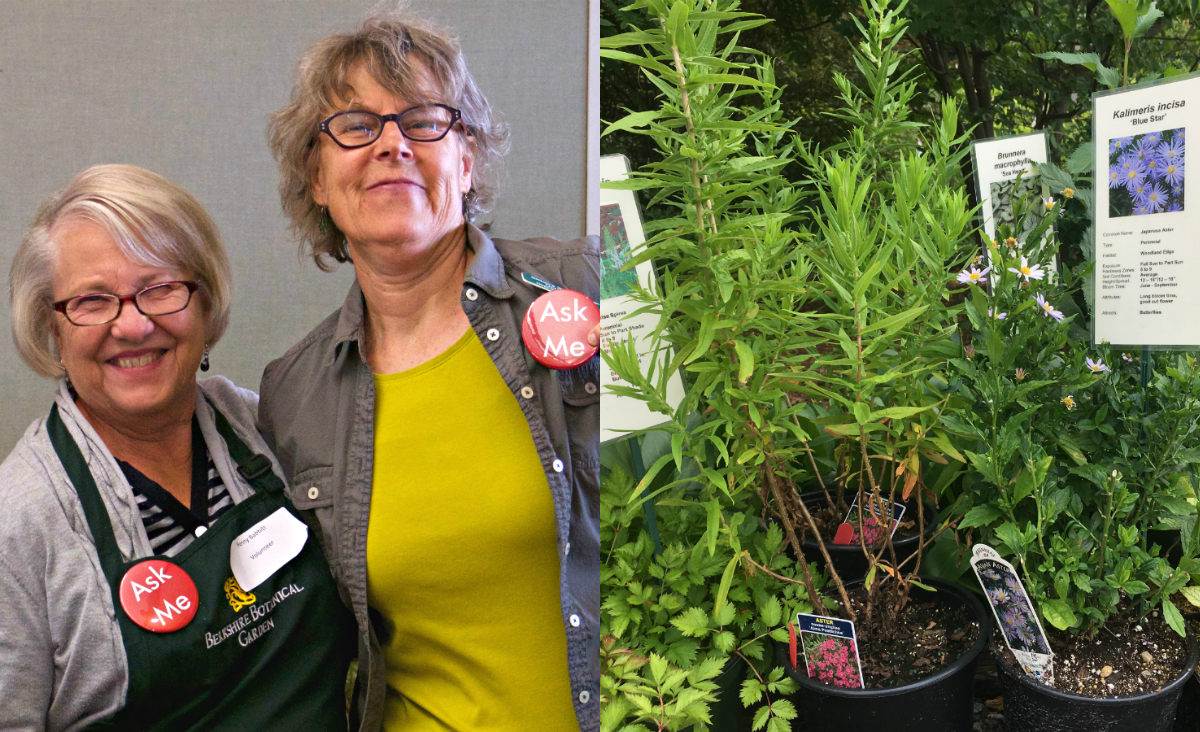 Look for the "ask me" buttons at the BBG plant sale and have your gardening questions answered.&nbsp;(Photo courtesy of the BBG)