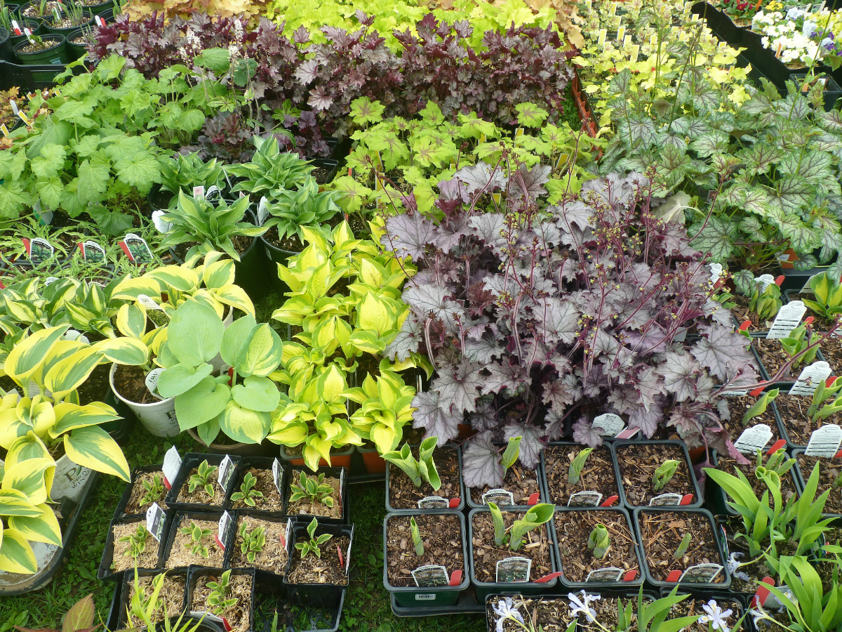 A selection of plants from the Berkshire Botanical Garden&#39;s big sale. (Photo courtesy of the BBG)
