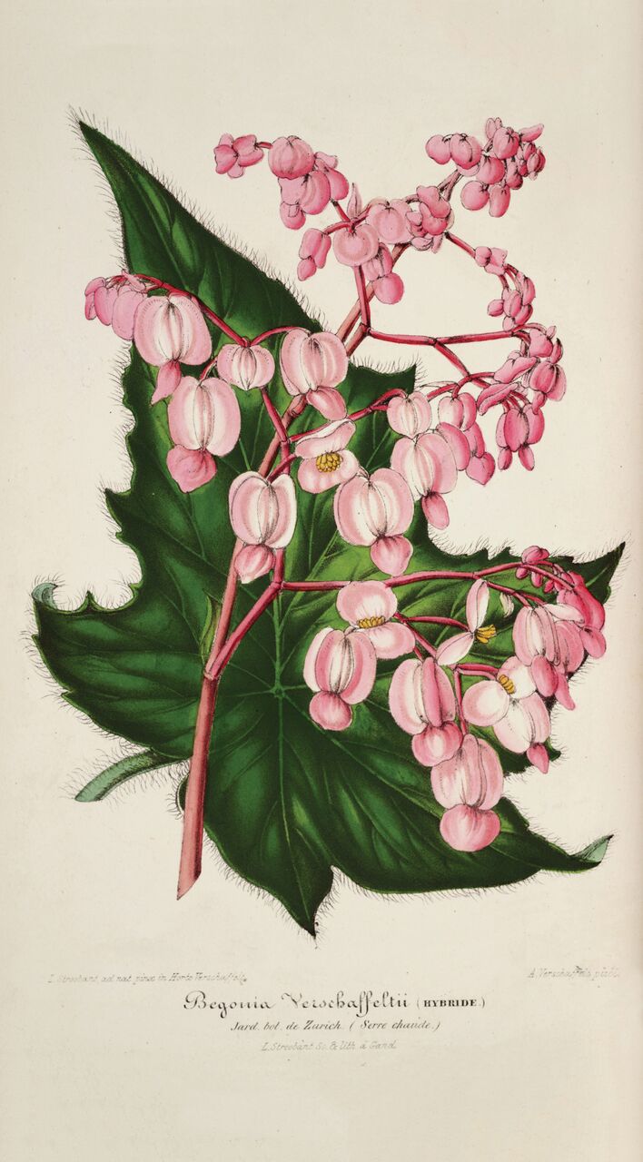 A begonia varietal Gilson is credited for cultivating at Montgomery Place while head gardener.