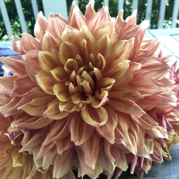 Ben Huston dahlia