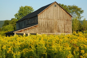 Rural Intelligence Arts