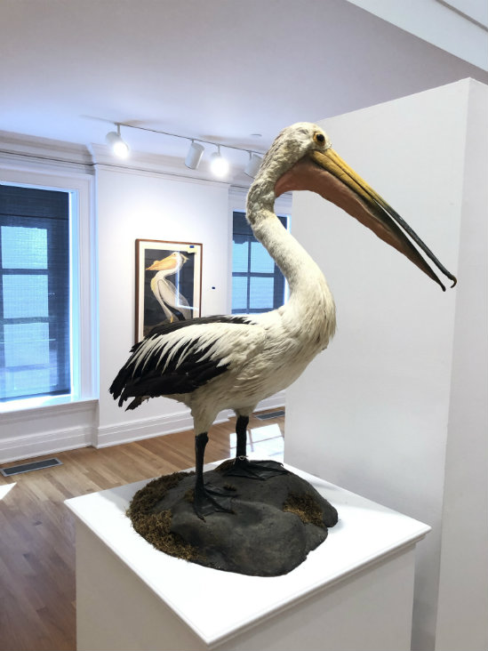 Taxidermy from the collection of The Millbrook School Taxidermy from the collection of The Millbrook School