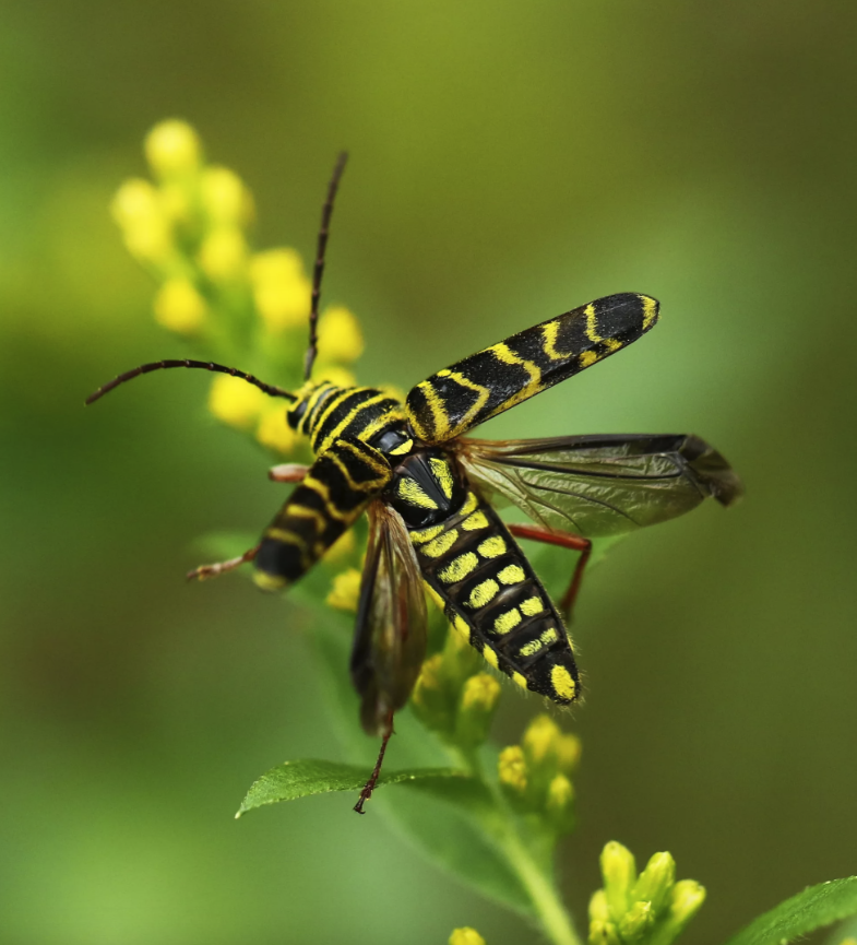 Black locust borer. - Farmscape Ecology Program