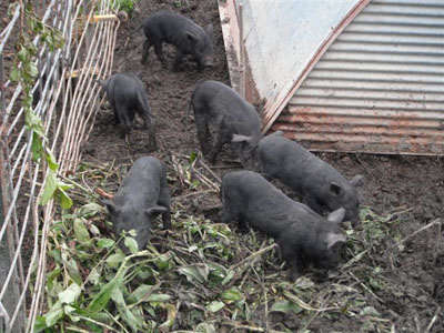 Rural Intelligence Food