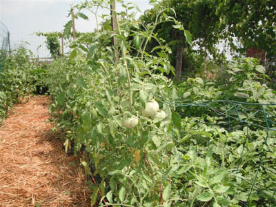 Rural Intelligence Food