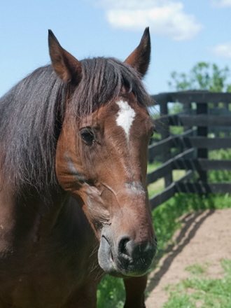 Rural Intelligence Community