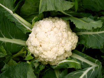 Rural Intelligence Food