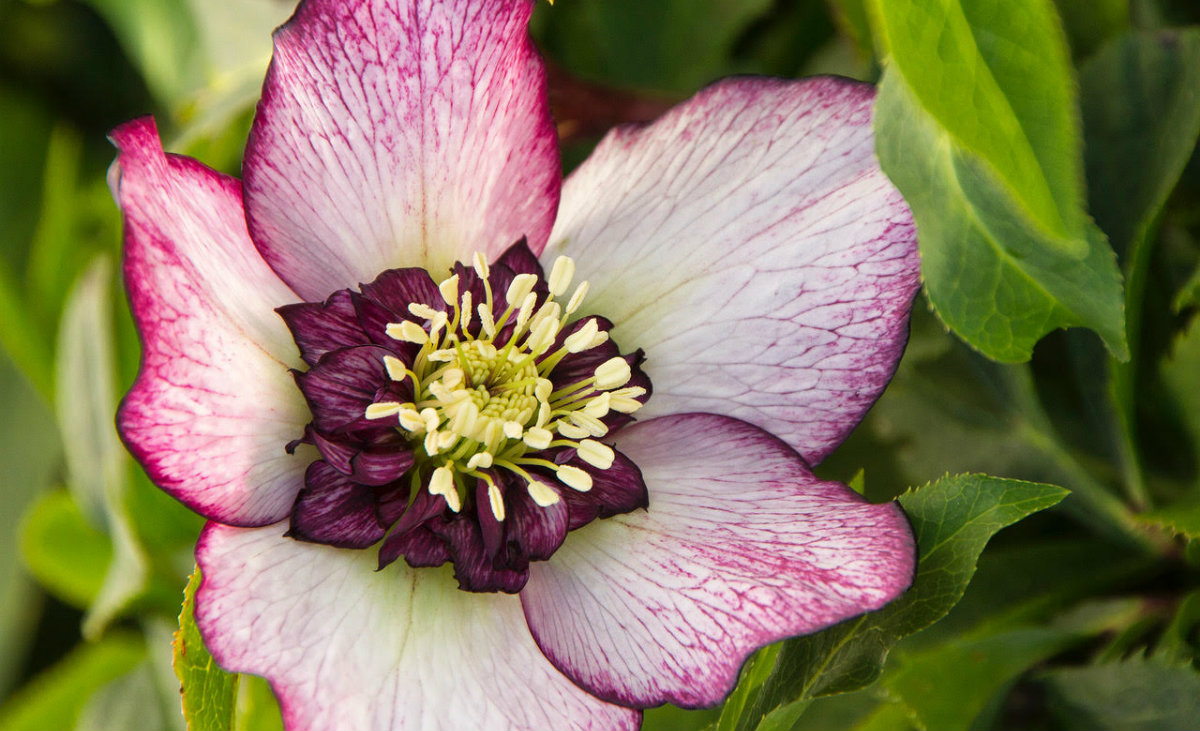 Cherry Blossom Lenten Rose, Helleborus x hyridus&nbsp;(All photos courtesy Monrovia Nursery)