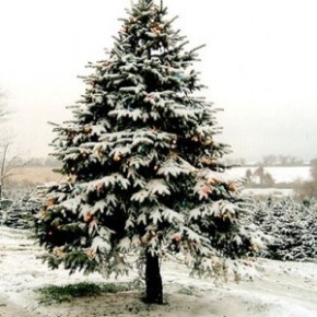 Rural Intelligence Road Trips