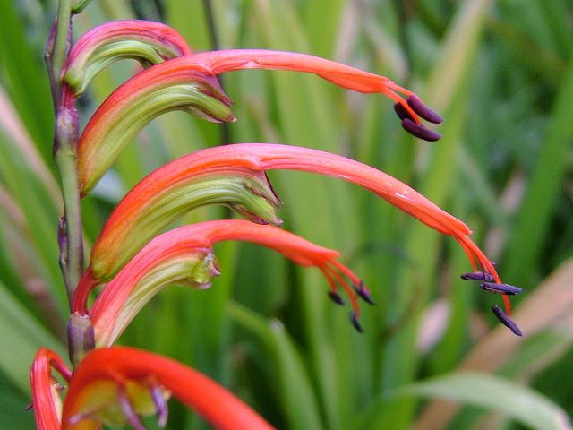 Cobra lily Cobra lily