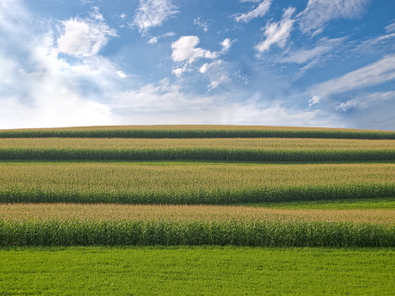 Rural Intelligence Arts