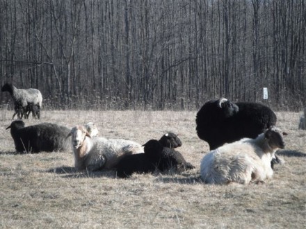 Rural Intelligence Food