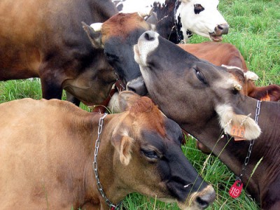 Rural Intelligence Food