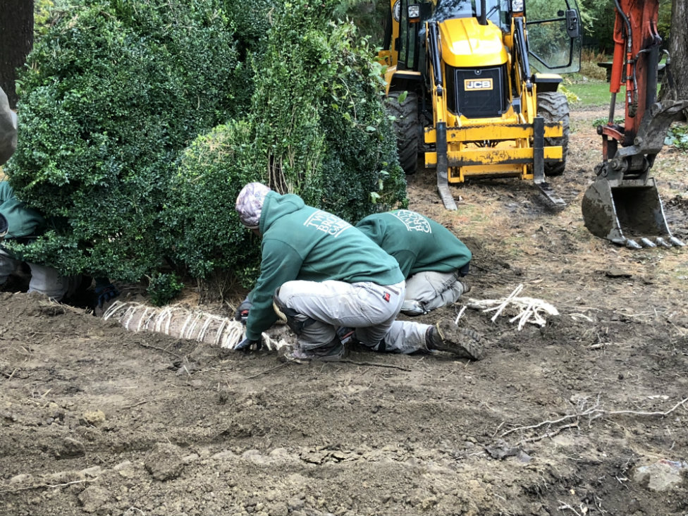 Once the topiary is placed, workers cut off the burlap covering the root ball.