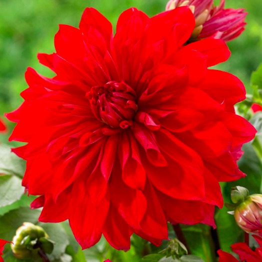 Dinnerplate Dahlia &#39;Babylon Red&#39;