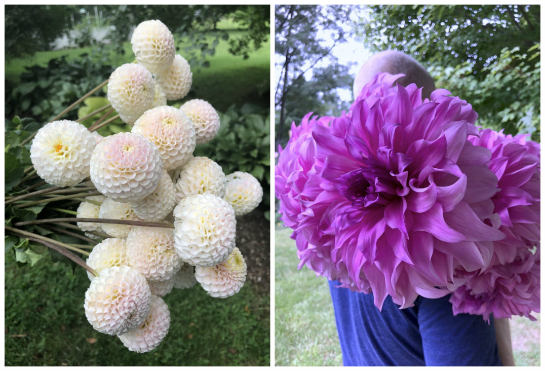 Dahlia duo: Camano Zoe&nbsp;and Vassio Meggos. All photos courtesy Bear Creek Farm