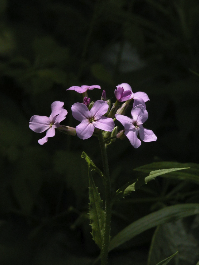 Dame&#39;s Rocket in a floodplain forest. - Farmscape Ecology Program