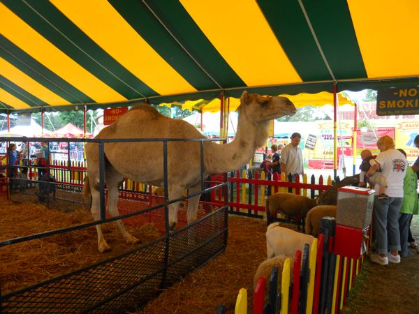 Rural Intelligence Parties and Openings