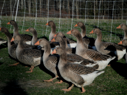 Rural Intelligence Food