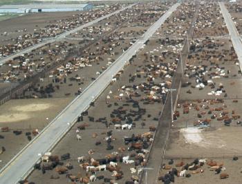 feedlot2