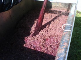 Rural Intelligence Food