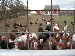 Rural Intelligence Food