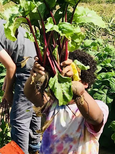 A young Four Corners farmer holds up some hearty roots.