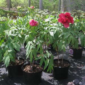 Rural Intelligence Style