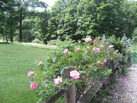 Rural Intelligence Style