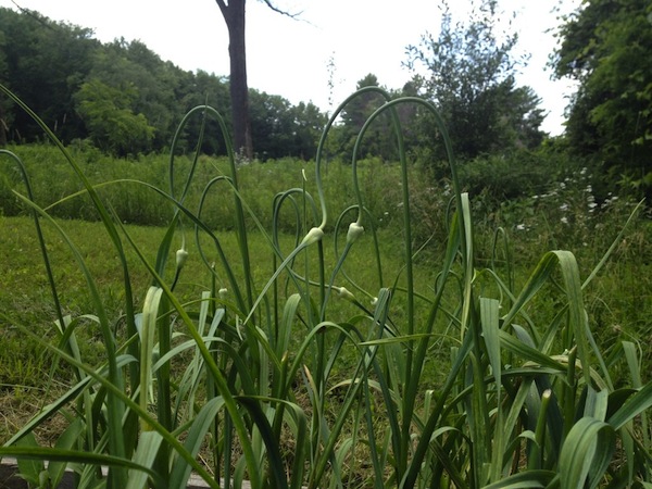 Rural Intelligence Food