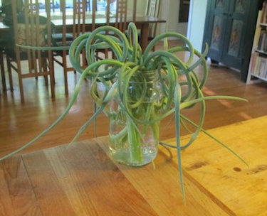 garlic scapes vase home