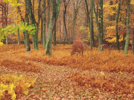 Rural Intelligence Style